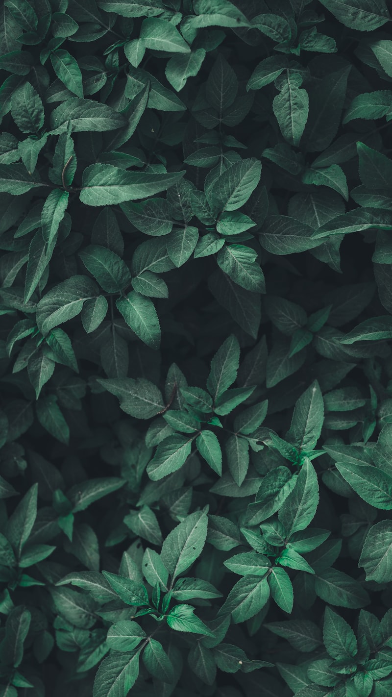 The Story of a Person with Bipolar Disorder